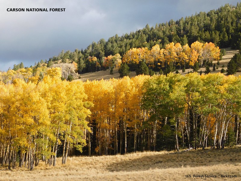 Valle Vidal Unit of Carson National Forest